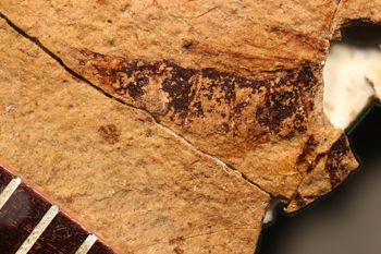 Media type: image;   Entomology PALE-1547